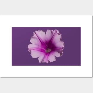 Petunia Posters and Art